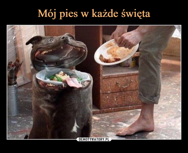 
    
Mój pies w każde święta 