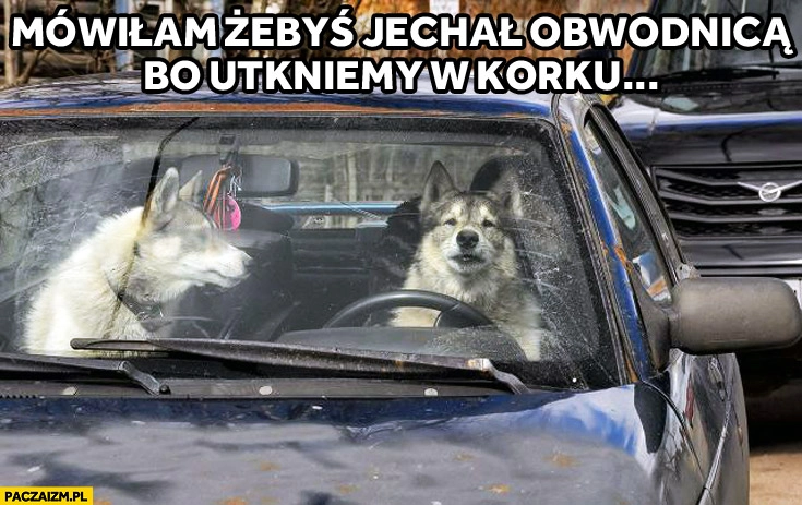 
    Mówiłam żebyś jechał obwodnicą bo utkniemy w korku psy