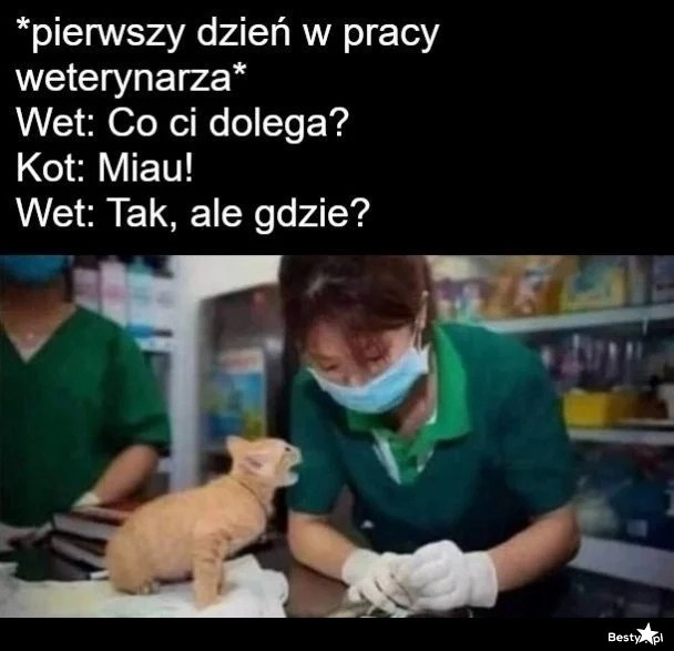 
    Pierwszy dzień jako weterynarz 