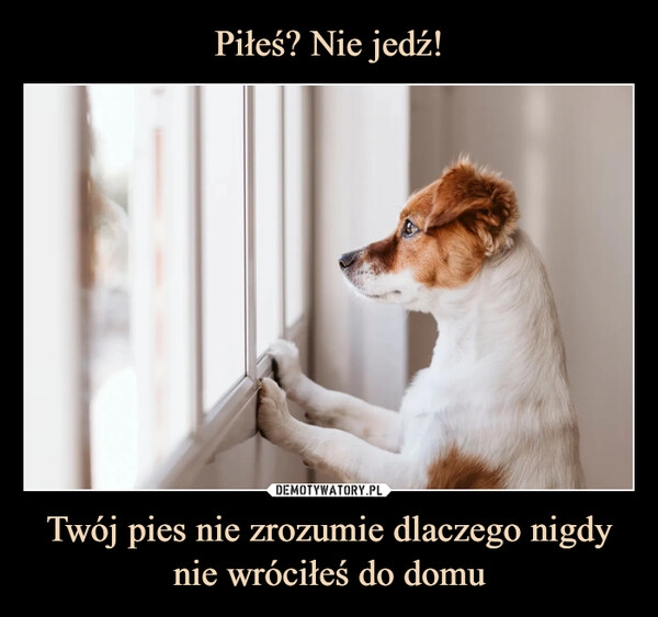 
    Piłeś? Nie jedź! Twój pies nie zrozumie dlaczego nigdy nie wróciłeś do domu